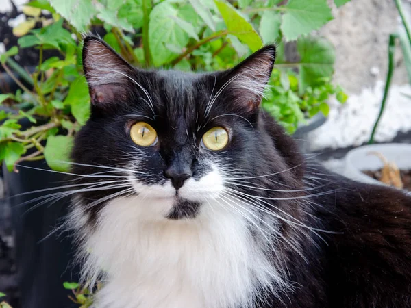 光沢のある緑の目をした毛むくじゃらの黒い猫の肖像 — ストック写真