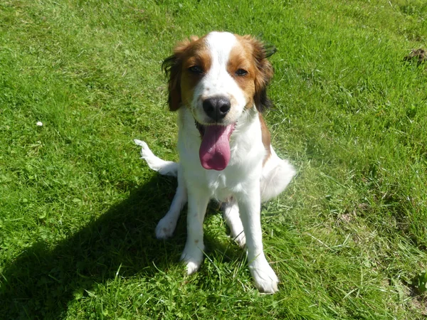 Tiro Close Cão Bonito Nederlandse Kooikerhondje Sentado Grama — Fotografia de Stock