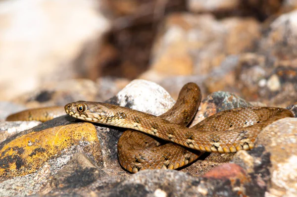 Uma Cobra Água Natrix Maura Natureza Luz Dia — Fotografia de Stock