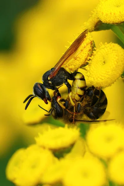 Κατακόρυφη Προσέγγιση Ενός Λύκου Μελισσών Philanthus Triangulum Που Σκοτώνει Μια — Φωτογραφία Αρχείου