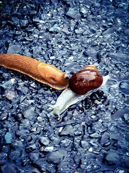 Tiro Vertical Caracol Uma Lesma Chão Rochoso Molhado — Fotografia de Stock