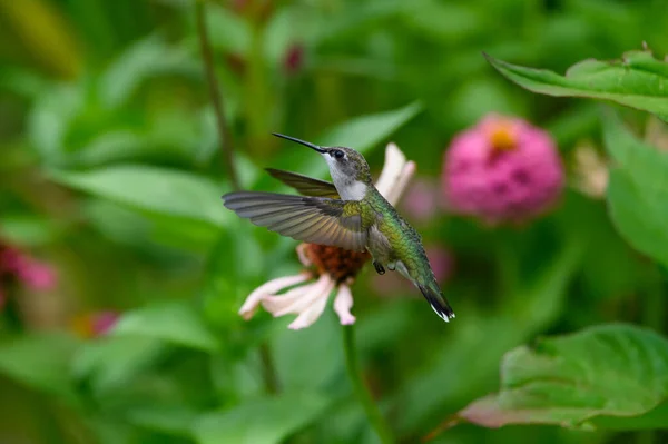 Nahaufnahme Eines Kleinen Colibri Der Zwischen Blumen Fliegt — Stockfoto