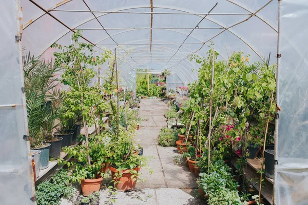 Muchas Plantas Maceta Flores Que Crecen Invernadero — Foto de Stock