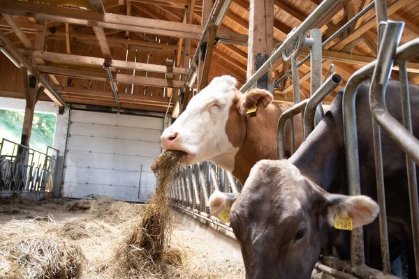 Dairy Cows Eating Hay Barn — Stock Photo, Image