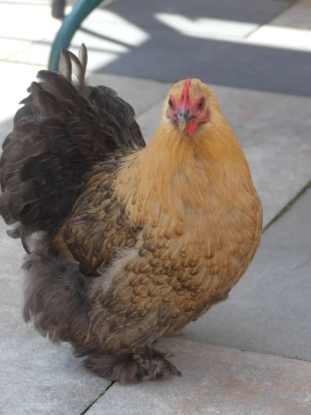 かわいい茶色の鶏のクローズアップショット — ストック写真