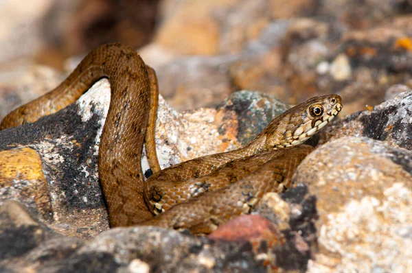 Uma Cobra Água Natrix Maura Natureza Luz Dia — Fotografia de Stock