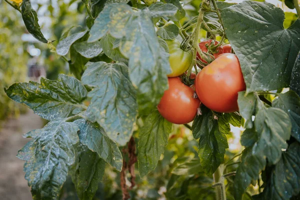 Ett Gäng Färska Ekologiska Tomater Som Växer Växt Trädgård — Stockfoto