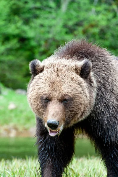 Brutus Santuario Del Oso Pardo Khutzeymateen Columbia Británica Del Norte — Foto de Stock