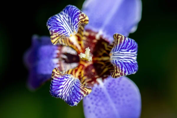 Tiro Seletivo Vista Superior Foco Uma Flor Violeta Bonita Orchid — Fotografia de Stock