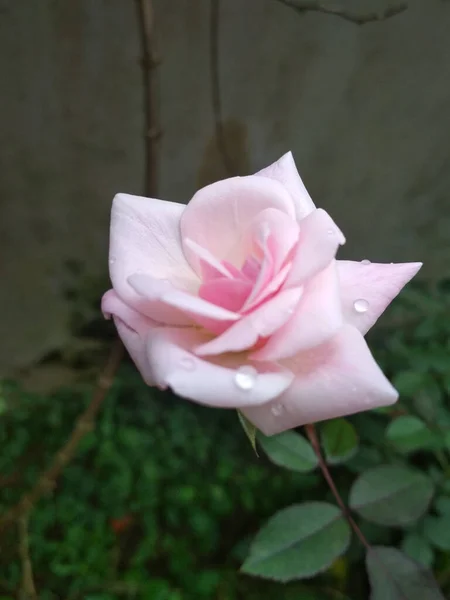 Colpo Verticale Bella Rosa Che Fiorisce Nella Sua Bellezza — Foto Stock