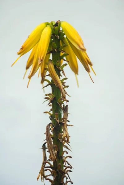 有機園芸で有機アロエベラの花の詳細情報グアテマラの白い背景の黄色い花 — ストック写真