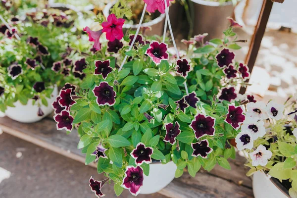 Las Flores Petunia Púrpura Maceta Invernadero —  Fotos de Stock