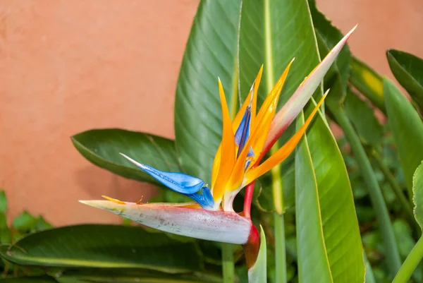 Oiseau Paradis Fleur Strelitzia Fleur Illuminée Par Lumière Soleil Dans — Photo