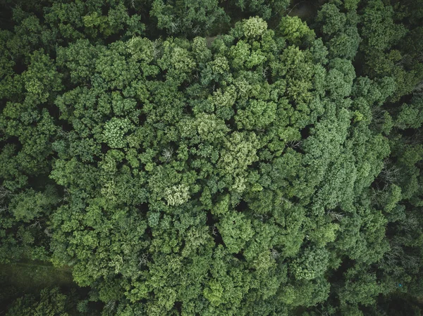 Grüne Einfache Waldtexturen Von Oben — Stockfoto