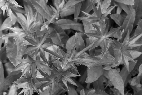 Een Plant Met Kleine Bladeren Grijstinten — Stockfoto