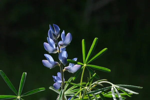 Närbild Växande Smalbladiga Lupin Växter — Stockfoto