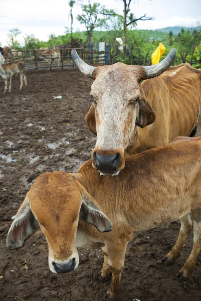 Cattle Grazing Morning Rural Guatemala Progreso Jicaro — Stock Photo, Image