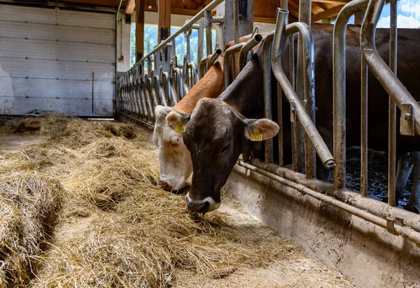 Dairy Cows Eating Hay Barn — Stock Photo, Image