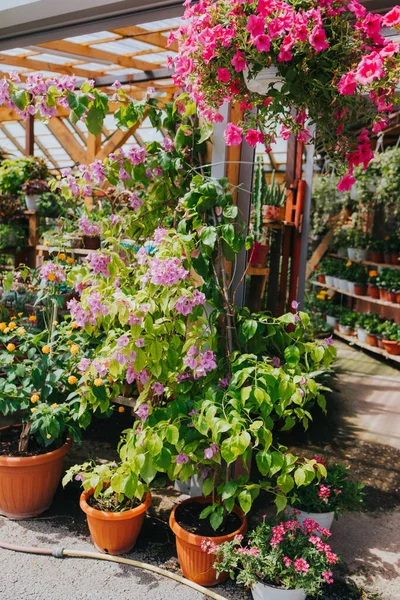 Muitas Plantas Flores Vaso Crescendo Uma Estufa — Fotografia de Stock