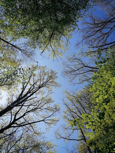 Dit Beeld Vertegenwoordigt Een Specifiek Moment Uit Bossen Van Romania — Stockfoto