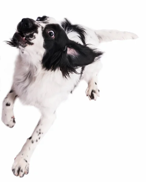 American Cocker Spaniel Black White Color Dog Called Man Best — Stock Photo, Image