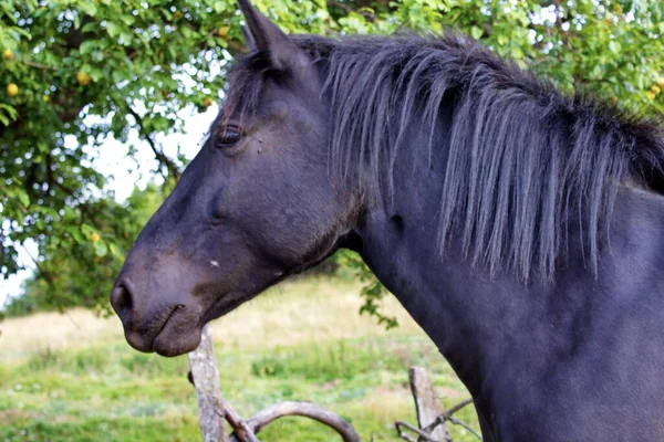 Zbliżenie Ujęcia Czarnego Konia Stojącego Trawiastym Polu Pod Drzewem — Zdjęcie stockowe