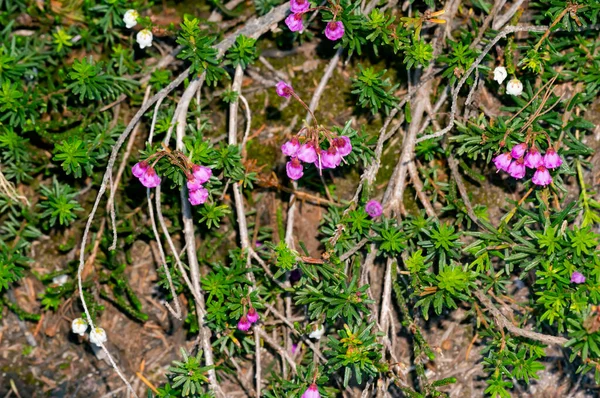 Belle Phyllodoce Caerulea Fleurit Dans Forêt — Photo