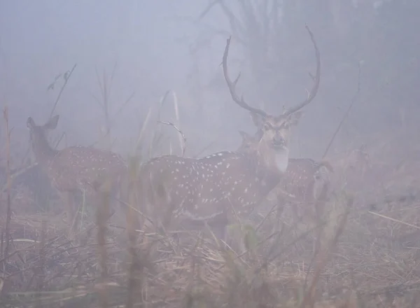 Gros Plan Groupe Cerfs Dans Brume — Photo