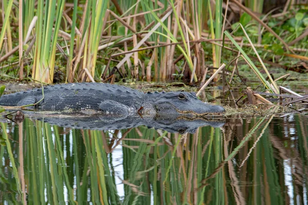 Een Prachtig Schot Van Een Alligator Oever Van Het Meer — Stockfoto