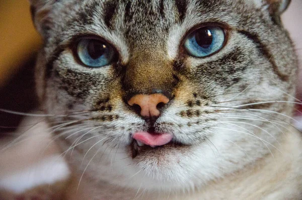 Une Jolie Vue Chat Blanc Noir Assis Sur Canapé Maison — Photo