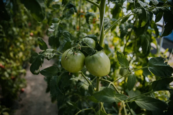 Gröna Omogna Tomater Som Växer Växt Trädgård — Stockfoto