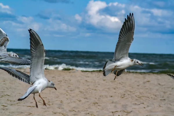 Seagulls Flying Sandy Beach Coast — Stock Photo, Image