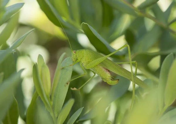 一只绿色蚱蜢在绿色植物上的特写镜头 — 图库照片