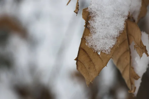 被雪覆盖的褐色干叶的选择性焦点 — 图库照片