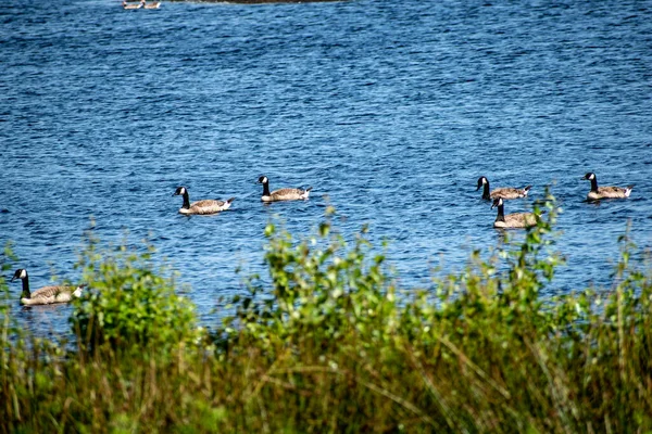 Radeau Canards Dans Lac Été — Photo