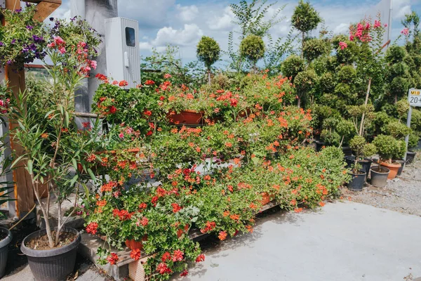 Muchas Plantas Maceta Flores Que Crecen Invernadero — Foto de Stock