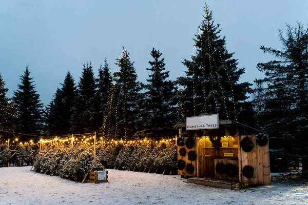 Los Árboles Navidad Nevados Patio Noche Invierno — Foto de Stock
