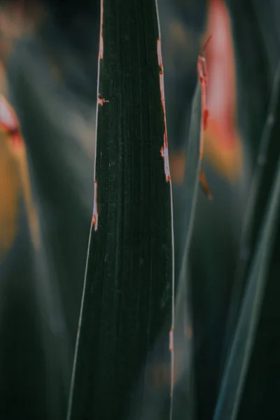 Вертикальный Снимок Листьев Цветущего Растения — стоковое фото