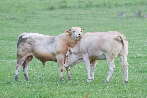Две Грязные Коровы Пасутся Фермерском Поле Дневном Свете Размытым Фоном — стоковое фото