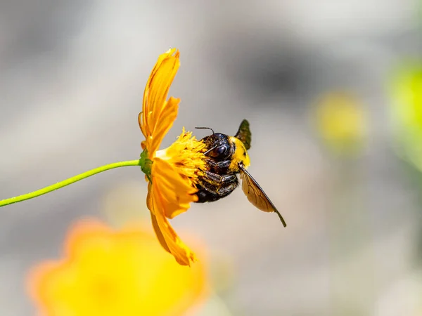 Egy Japán Asztalos Méh Nektárt Szürcsöl Egy Sárga Kozmosz Virágából — Stock Fotó