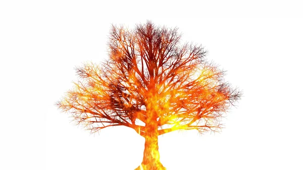 Strom Ohni 360 Stupňů Rotace Pohled Spálený Divoký Strom Zničení — Stock fotografie