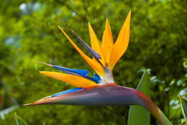 Pássaro Paraíso Flor Strelitzia Flor Iluminada Com Luz Solar Jardim — Fotografia de Stock