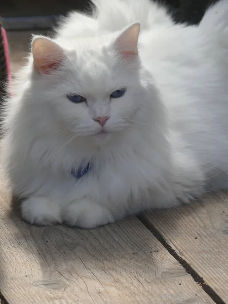 Egy Cuki Fehér Bolyhos Macska Fekszik Földön — Stock Fotó