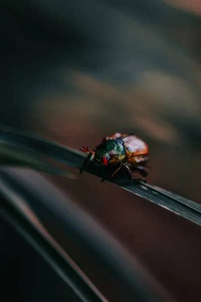 Plan Vertical Une Petite Araignée Sur Une Herbe — Photo