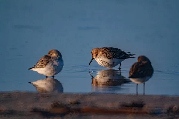 Halfgekalmeerde Zandlopers Aan Zee Bij Zonsondergang — Stockfoto