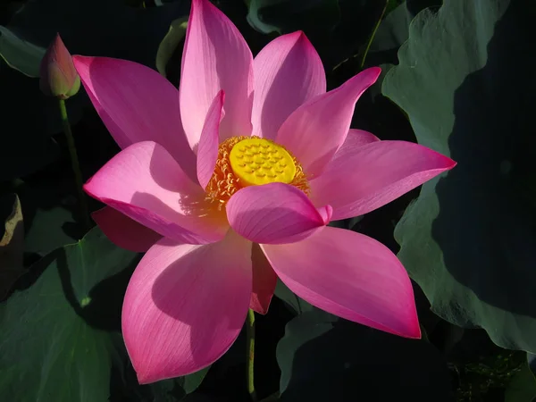 Μια Όμορφη Φωτογραφία Ενός Ροζ Λωτού Ένα Βοτανικό Κήπο — Φωτογραφία Αρχείου
