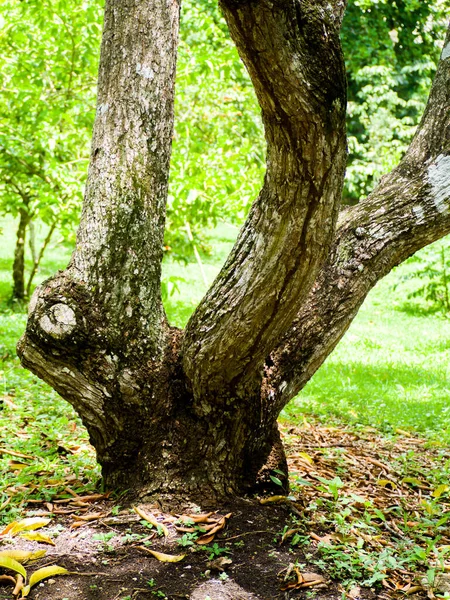 Plan Vertical Vieil Arbre Dans Forêt — Photo
