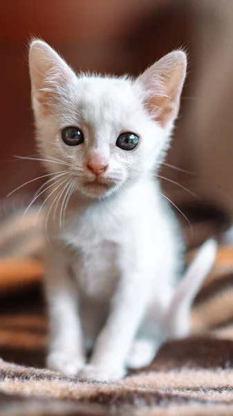 Primer Plano Vertical Lindo Gatito Blanco —  Fotos de Stock