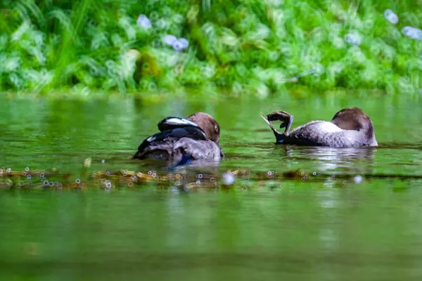 在公园模糊的背景下 棕色的鸭子在湖中游泳 — 图库照片