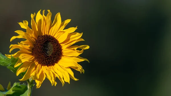 夏天黄色的向日葵 在瑞典拍摄的花卉摄影 带有复制空间和文本位置的深绿色背景 — 图库照片